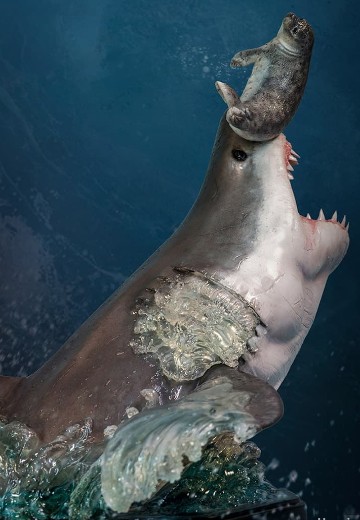 博物系列 大白鲨 | Hpoi手办维基