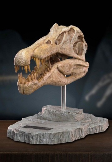 史前动物系列  棘龙头骨化石 | Hpoi手办维基