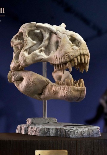 史前动物系列 暴龙头骨化石 | Hpoi手办维基