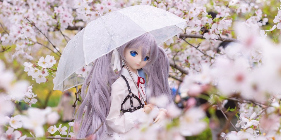 樱之雨