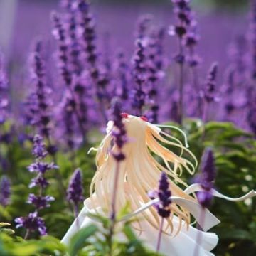 青菜虫