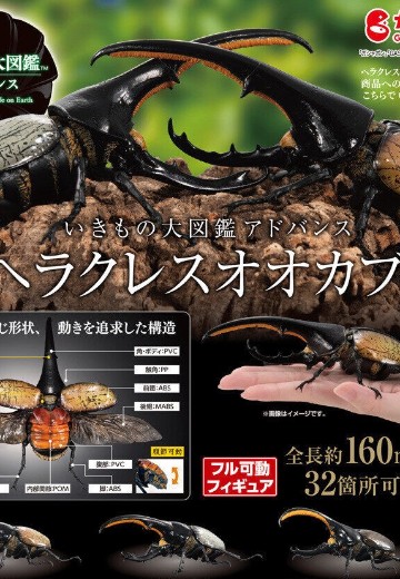 进化生物大图鉴 长戟大兜虫 | Hpoi手办维基