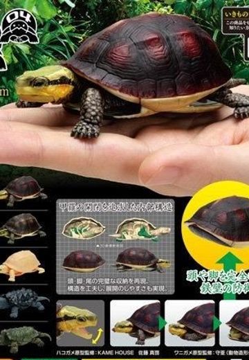 生物大图鉴 陆龟 4
