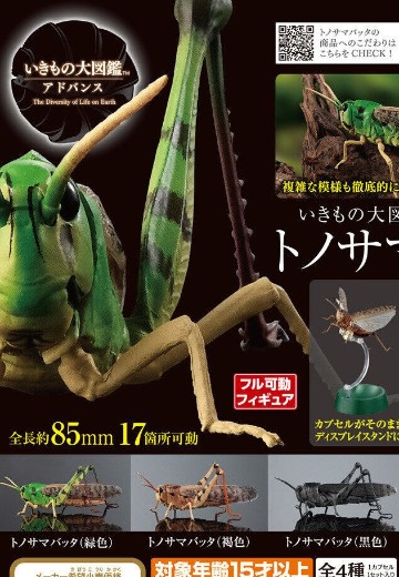 进化生物大图鉴 亚洲飞蝗
