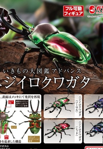 进化生物大图鉴 彩虹锹甲 | Hpoi手办维基