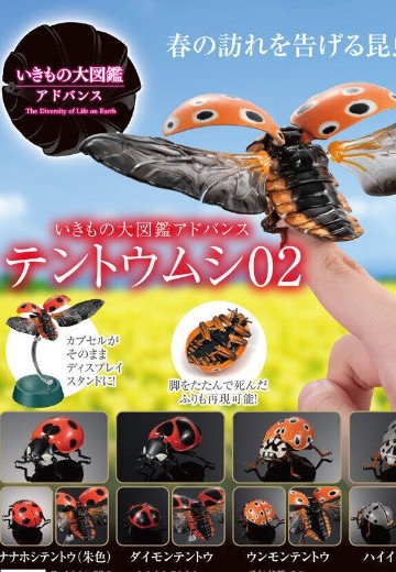 进化生物大图鉴 瓢虫 2 | Hpoi手办维基