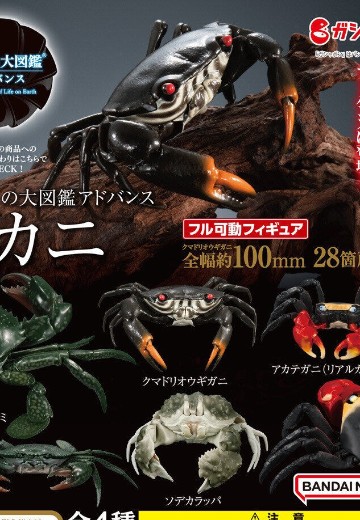 进化生物大图鉴 螃蟹