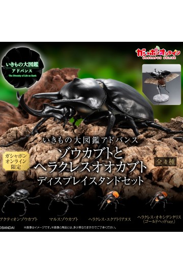 高级生物大图鉴  象兜虫 与 长戟大兜虫 展示架套装