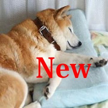 あまとき
