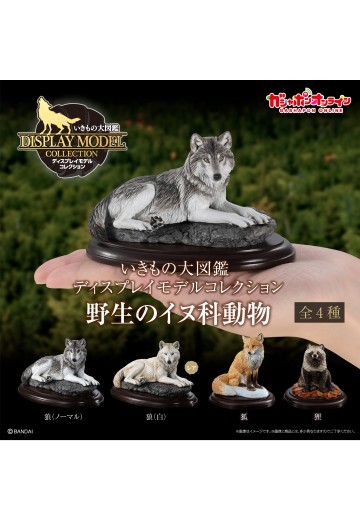 生物大图鉴 陈列模型系列 野生的犬科动物 | Hpoi手办维基