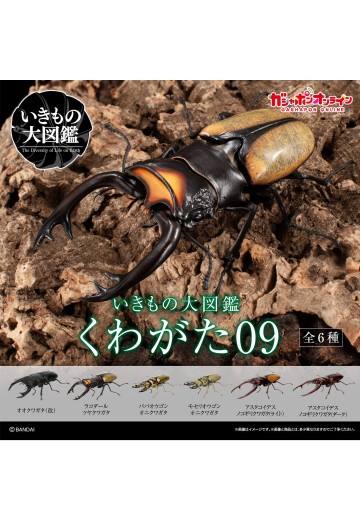 生物大图鉴 锹甲09