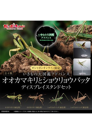进化生物大图鉴 枯叶螳螂 与 中华剑角蝗 展示架套装