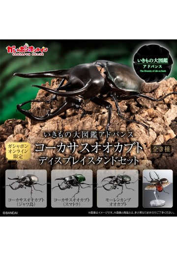 进化生物大图鉴 南洋大兜虫 展示架套装 | Hpoi手办维基