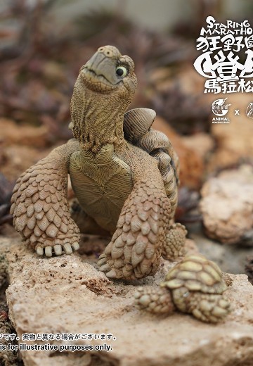 狂野国度瞪眼马拉松 苏卡达 | Hpoi手办维基