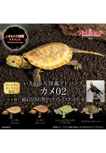 进化生物大图鉴 龟02 附带磁铁的石头形展示架套装