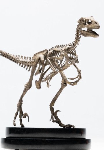 侏罗纪公园 1：8 比例迅猛龙骨架青铜制品