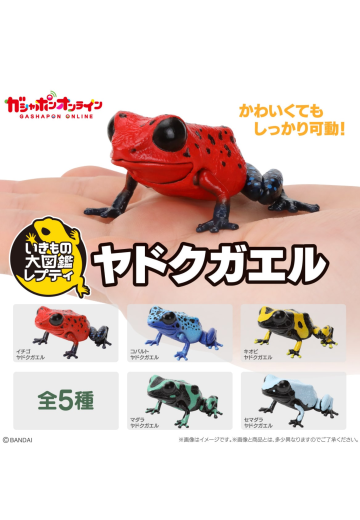 生物大图鉴 爬宠 箭毒蛙 | Hpoi手办维基