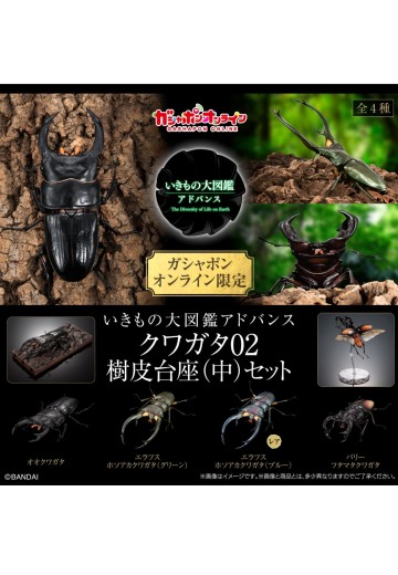 生物大图鉴 进阶版 锹甲02 树皮底座（中号）套装