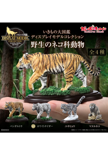 生物大图鉴 陈列模型系列 野生猫科动物 | Hpoi手办维基