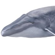 [Mega Sofubi Advance] MSA-04 蓝鲸