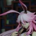 apex八重樱旗袍