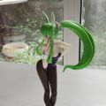 眼镜厂C.C.兔女郎景品