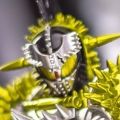 S.H.Figuarts 舞台剧『假面骑士斩月』-铠武外传- 假面骑士原型赞美/布拉弗 榴莲武装