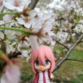 抚子与樱花