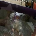 粉猫姐妹社点评