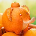 果物精灵 橙象