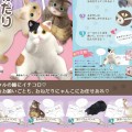乞求猫