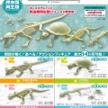 俯式骨架 爬行类两栖类No.204 娃娃鱼