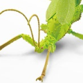 一番赏昆虫 世界昆虫博物馆 B奖 巨扁竹节虫
