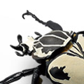 一番赏昆虫 世界昆虫博物馆 G奖 歌莉亚大王花金龟