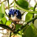 JOJO蚊香眼扭蛋