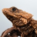 进化生物大图鉴 犰狳蜥
