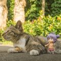 喵帕斯与大猫猫