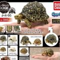 生物大图鉴 陆龟 5