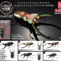 生物大图鉴 锹甲 7