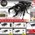 生物大图鉴 锹甲 4