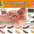 爬行类生物大图鉴 细皮瘤尾壁虎 与 豹纹壁虎