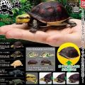 生物大图鉴 陆龟 4