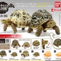 生物大图鉴 陆龟 6