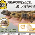 爬行类生物大图鉴 犰狳蜥 与 鬃狮蜥