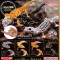 进化生物大图鉴 豹纹壁虎