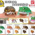 爬行类生物图鉴 角蛙 与 雨蛙