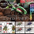 进化生物大图鉴 彩虹锹甲