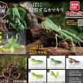 生物大图鉴 螳螂 4