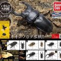生物大图鉴 锹甲 3
