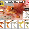 爬行生物大图鉴 鬃狮蜥